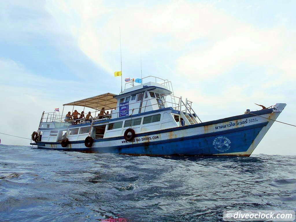 Sail Rock Koh Tao  The Best Dive Spot in the Gulf of Thailand  Sail Rock Thailand Diveoclock 41