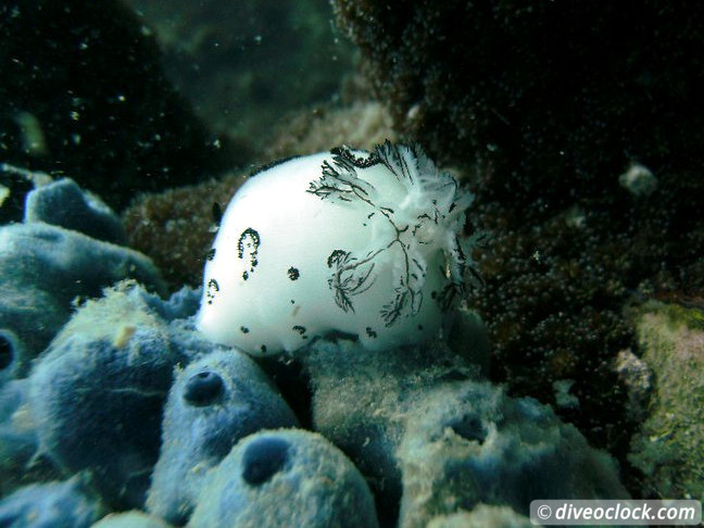 Sail Rock Koh Tao  The Best Dive Spot in the Gulf of Thailand  Sail Rock Thailand Diveoclock 6