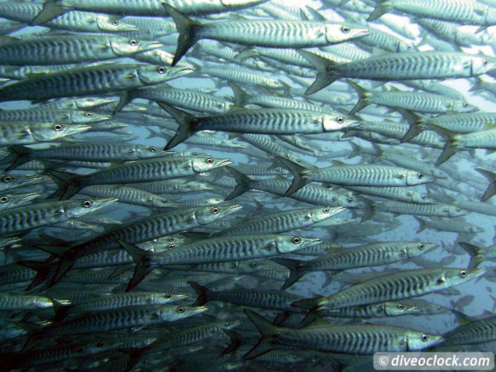 Sail Rock Koh Tao  The Best Dive Spot in the Gulf of Thailand  Sail Rock Thailand Diveoclock 7