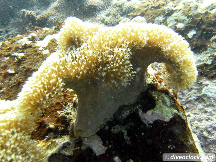 Sail Rock Koh Tao  The Best Dive Spot in the Gulf of Thailand  Sail Rock Thailand Diveoclock 8