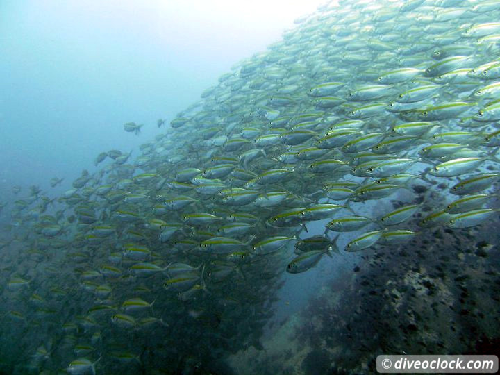 Sail Rock Koh Tao  The Best Dive Spot in the Gulf of Thailand  Sail Rock Thailand Diveoclock 9