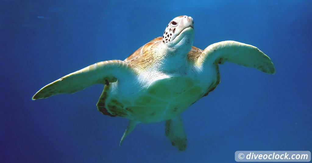 Tobago Exploring Diving Hot Spot Speyside at High Speed  Caribbean Barbados Carlisle 