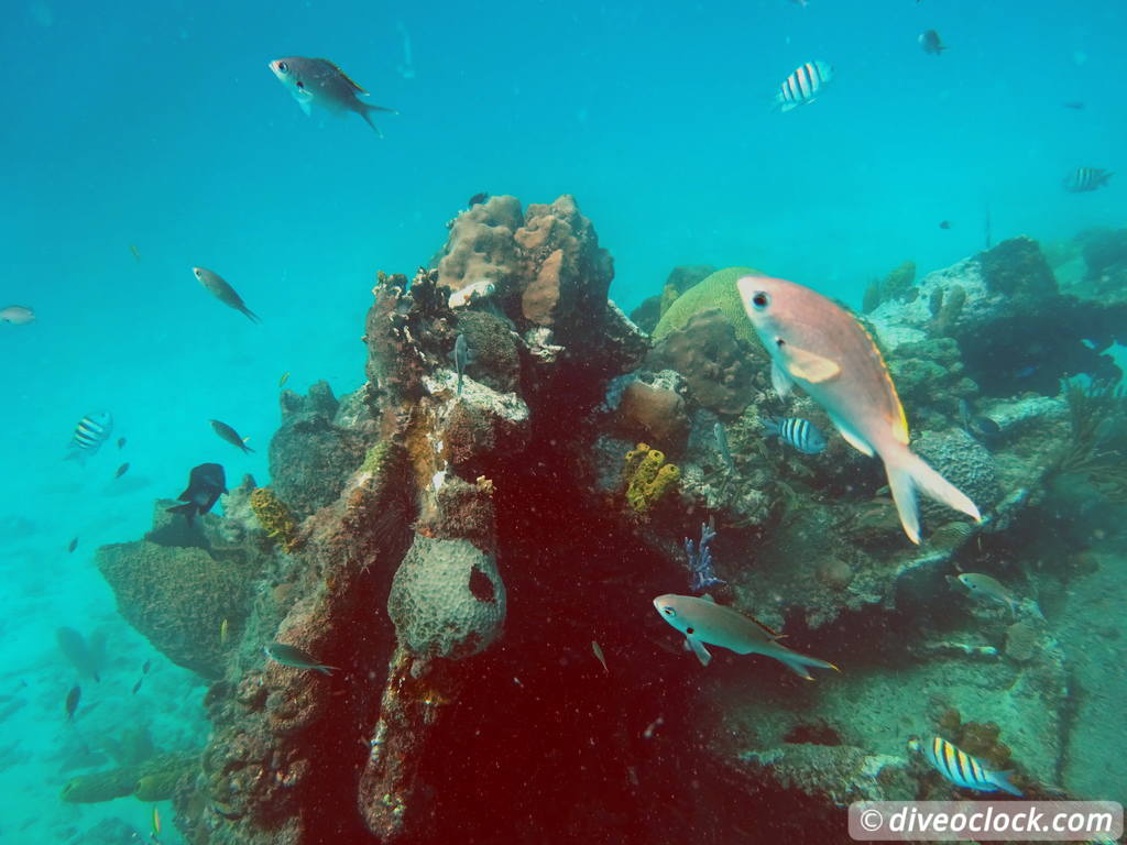 Barbados Exploring The Wrecks and Turtles of Carlisle Bay Barbados Carlisle Diveoclock 10