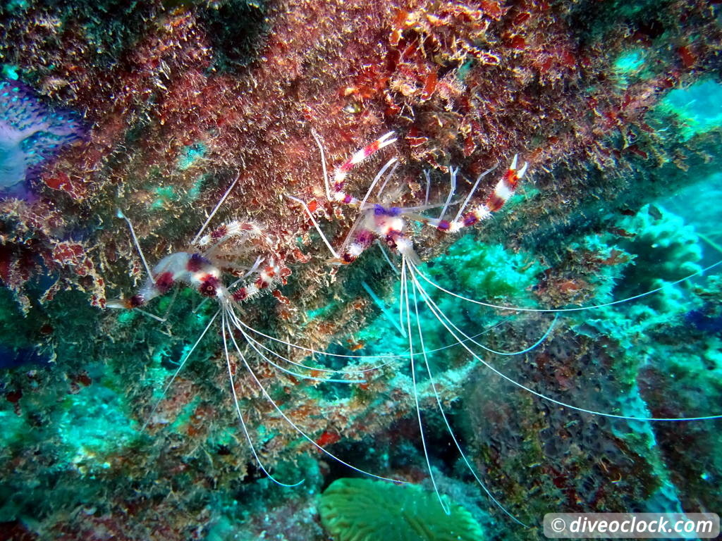 Diving the G Spot on Barbados  Barbados Diveoclock 12