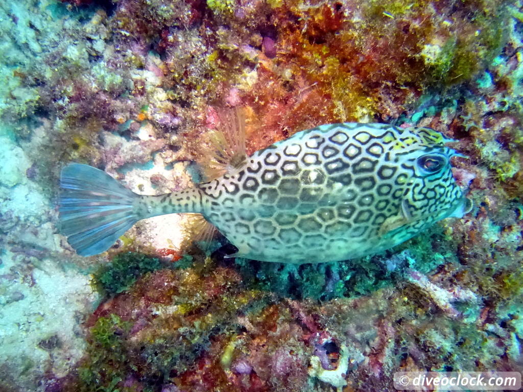 Diving the G Spot on Barbados  Barbados Diveoclock 14