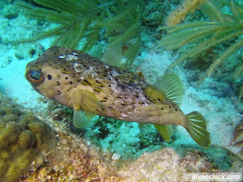 Diving the G Spot on Barbados  Barbados Diveoclock 15