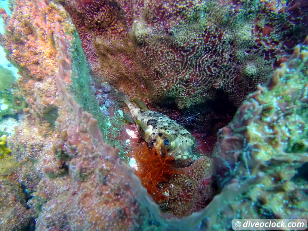 Diving the G Spot on Barbados  Barbados Diveoclock 22