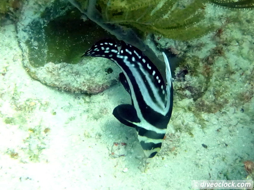 Diving the G Spot on Barbados  Barbados Diveoclock 26