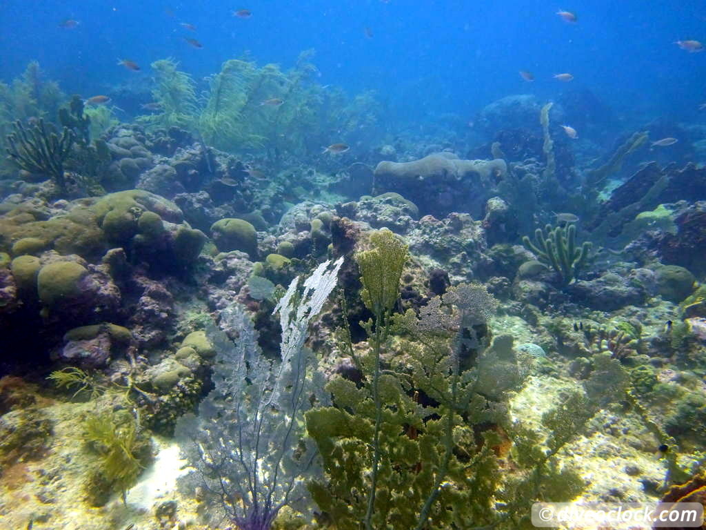 Diving the G Spot on Barbados  Barbados Diveoclock 3