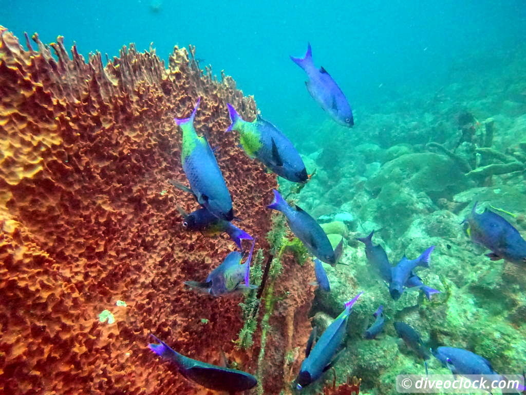 Diving the G Spot on Barbados  Barbados Diveoclock 32