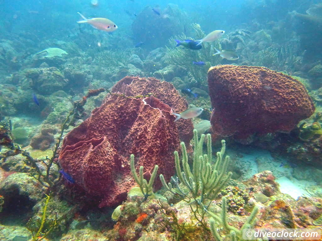 Diving the G Spot on Barbados  Barbados Diveoclock 33