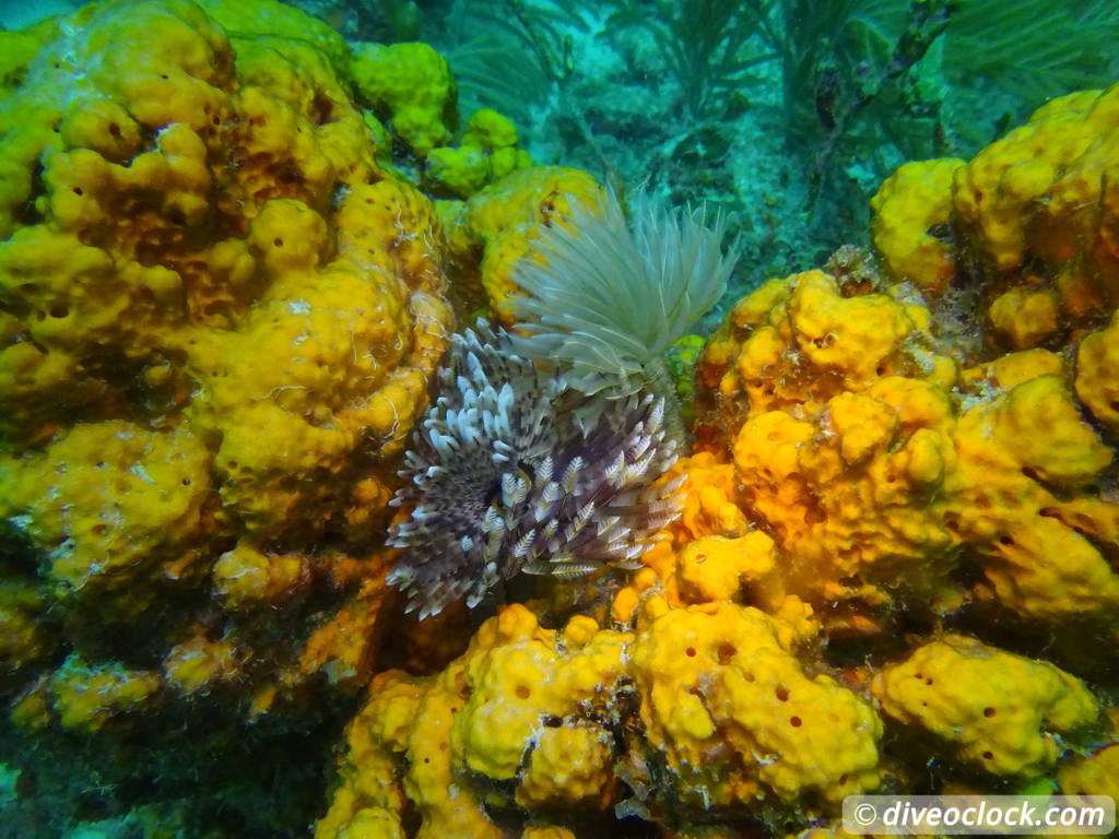 Diving the G Spot on Barbados  Barbados Diveoclock 34