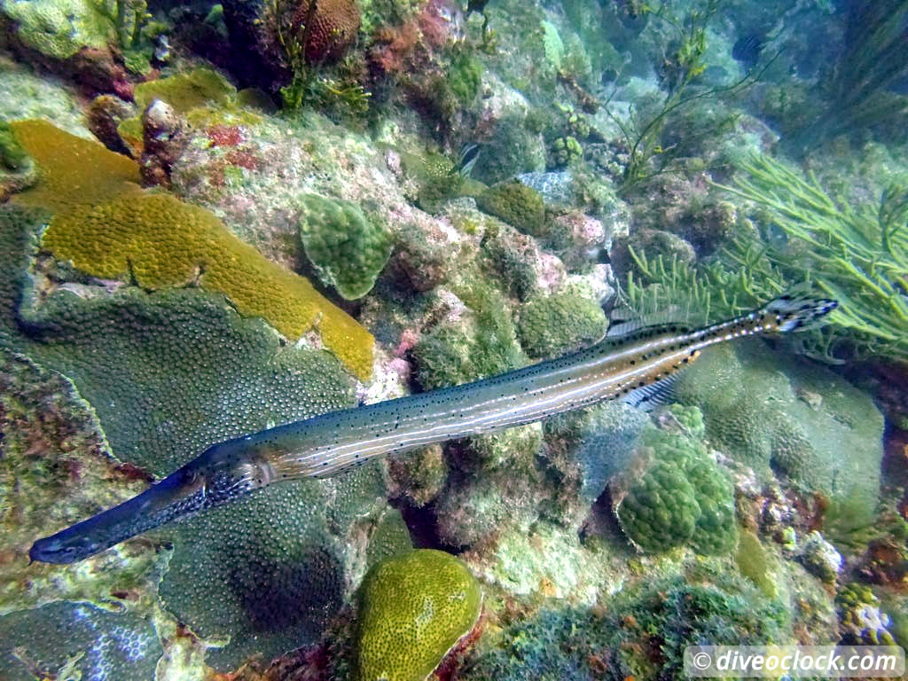 Diving the G Spot on Barbados  Barbados Diveoclock 36