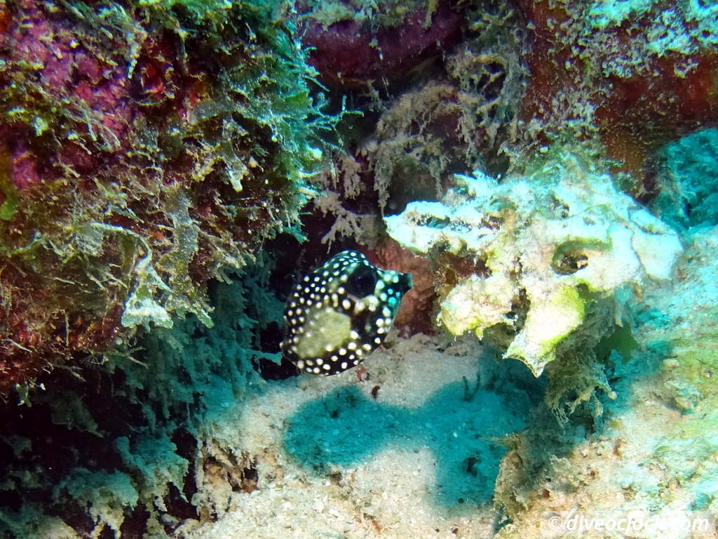 Diving the G Spot on Barbados  Barbados Diveoclock 7