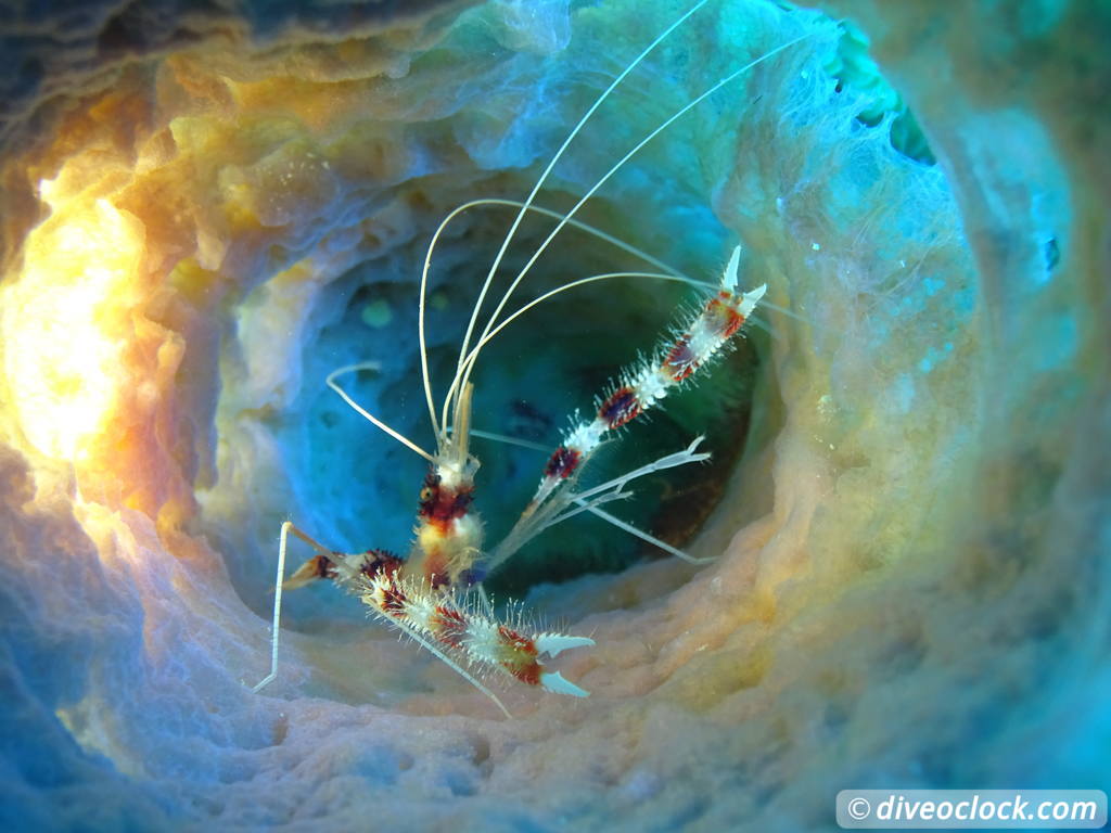 Getting the Best out of SCUBA diving Bonaire  Bandedcoralshrimp