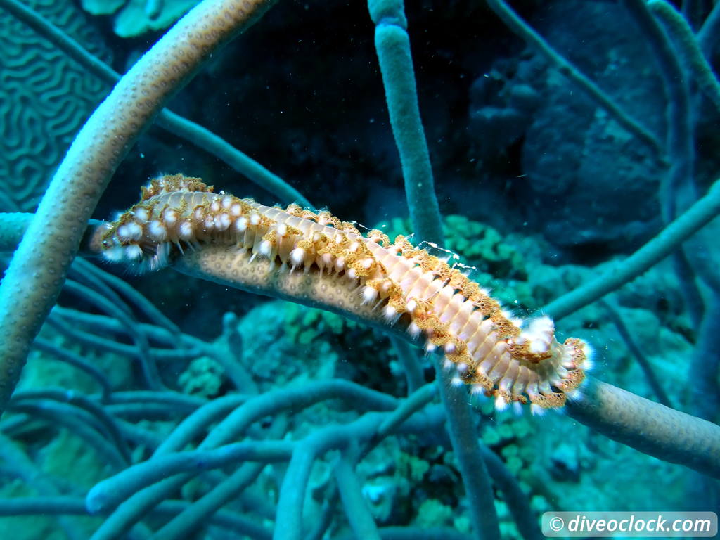 Getting the Best out of SCUBA diving Bonaire  Beardedfireworm