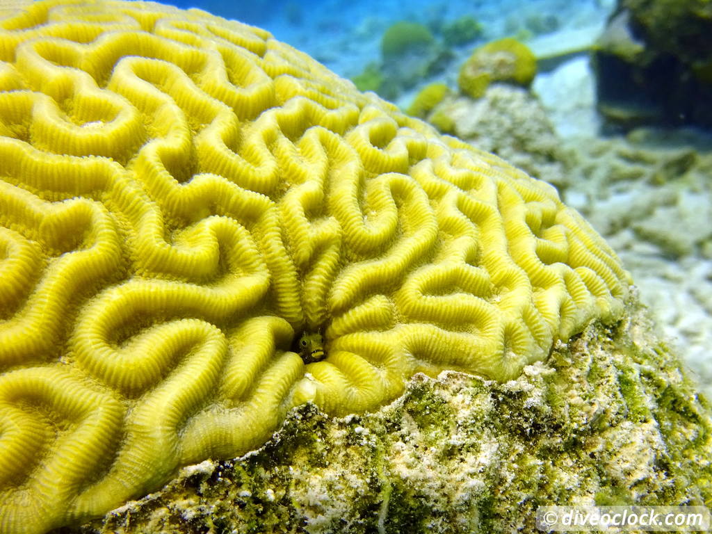 Getting the Best out of SCUBA diving Bonaire  Blennyincoralbonaire