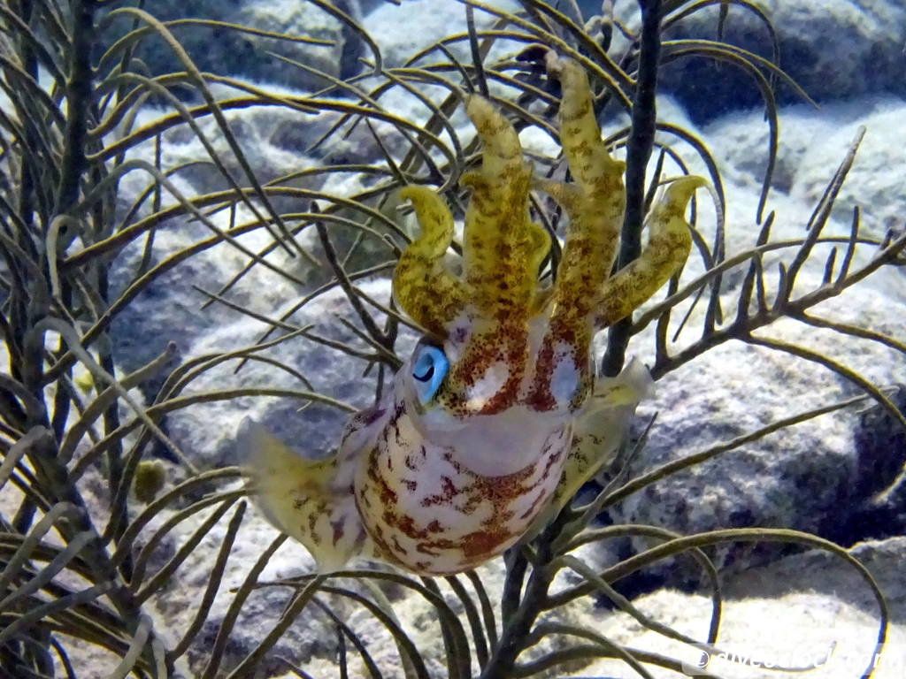 Getting the Best out of SCUBA diving Bonaire  Caribbeanreefsquidbonaire