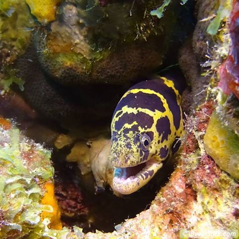 Getting the Best out of SCUBA diving Bonaire  Chainmoraybonairediveoclock