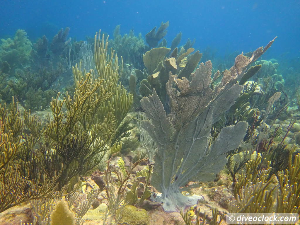 Getting the Best out of SCUBA diving Bonaire  Divingbonaire