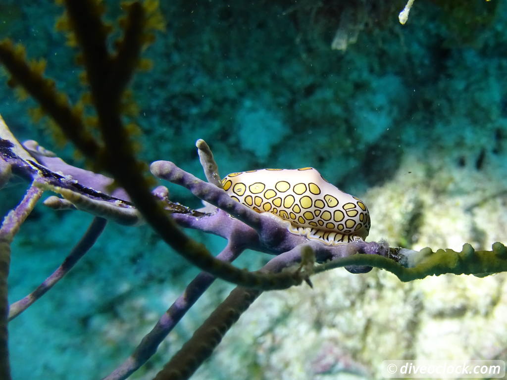 Getting the Best out of SCUBA diving Bonaire  Flamingotonguebonaire