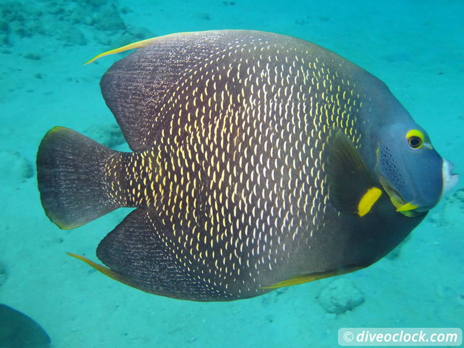 Getting the Best out of SCUBA diving Bonaire  Frenchangelfishbonaire