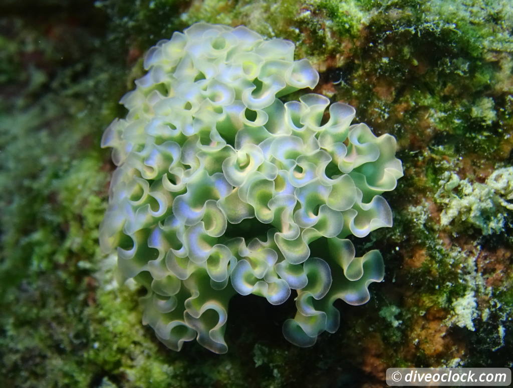 Getting the Best out of SCUBA diving Bonaire  Lettuceseaslugbonaire