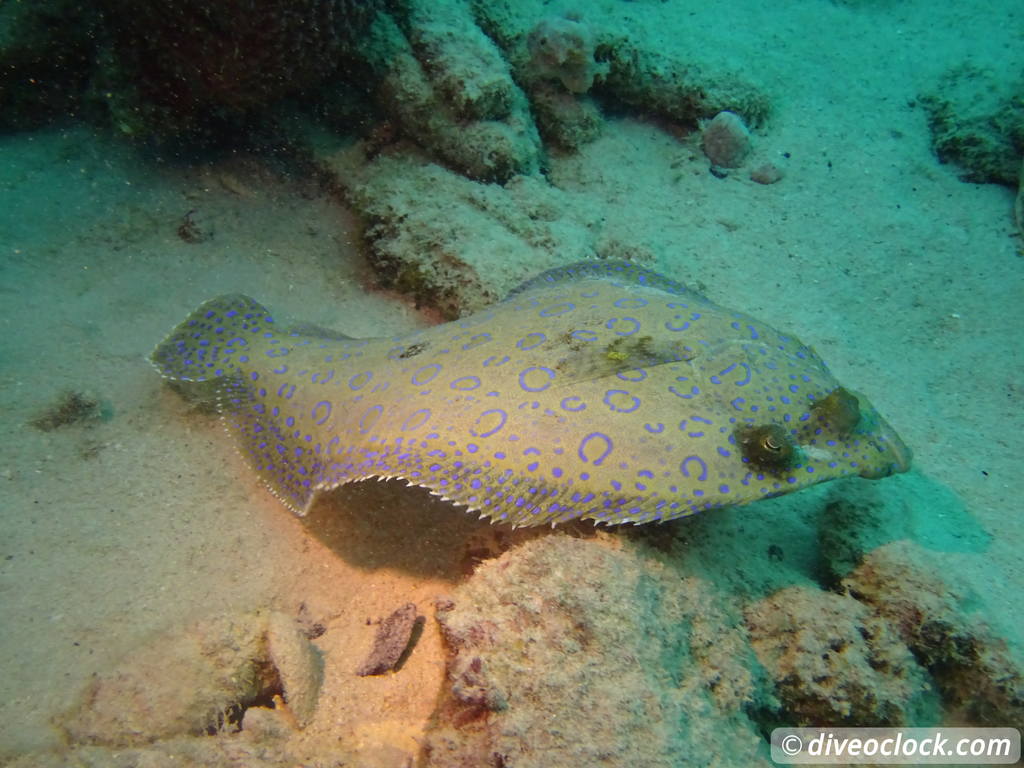 Getting the Best out of SCUBA diving Bonaire Peacockflounder