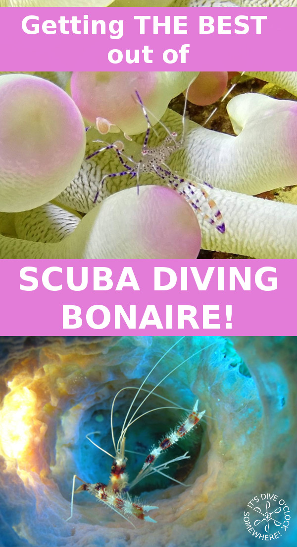 Getting THE BEST out of SCUBA DIVING BONAIRE!