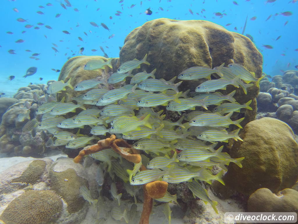 Getting the Best out of SCUBA diving Bonaire  Smallmounthgruntsbonaire