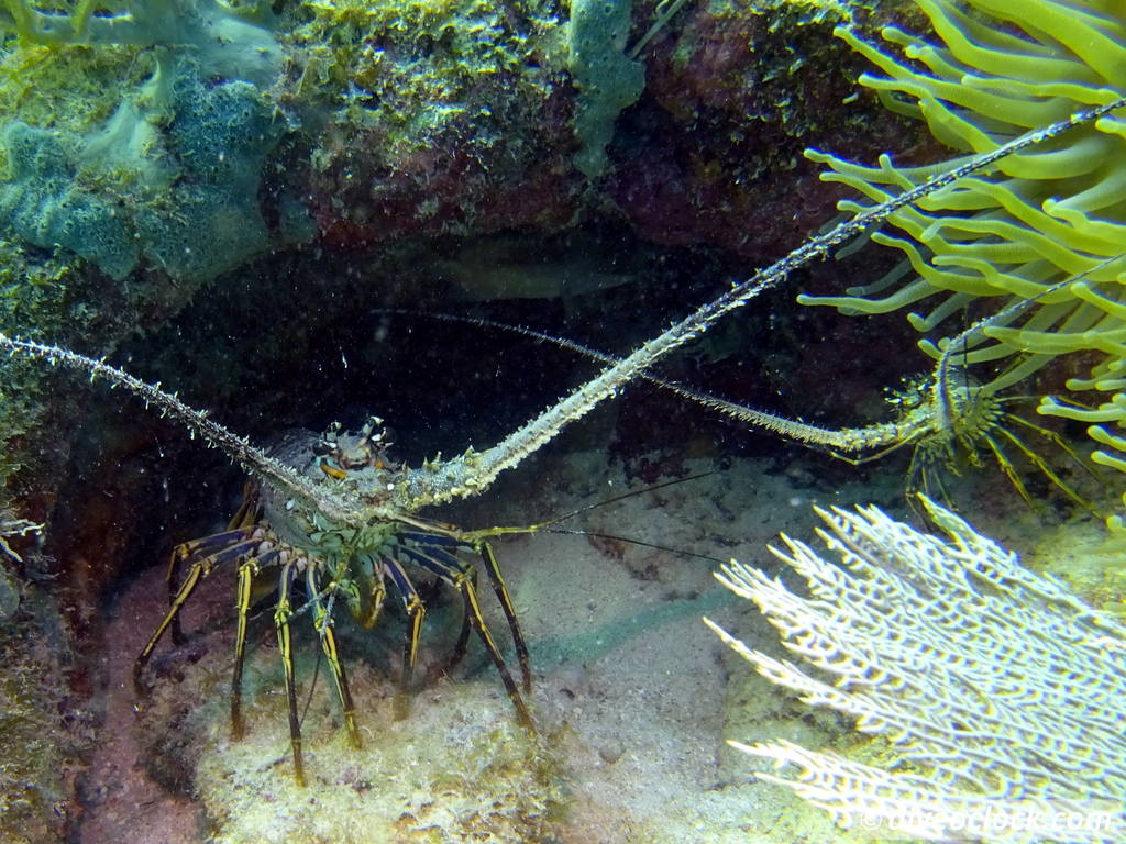 Getting the Best out of SCUBA diving Bonaire  Spinylobsterbonaire