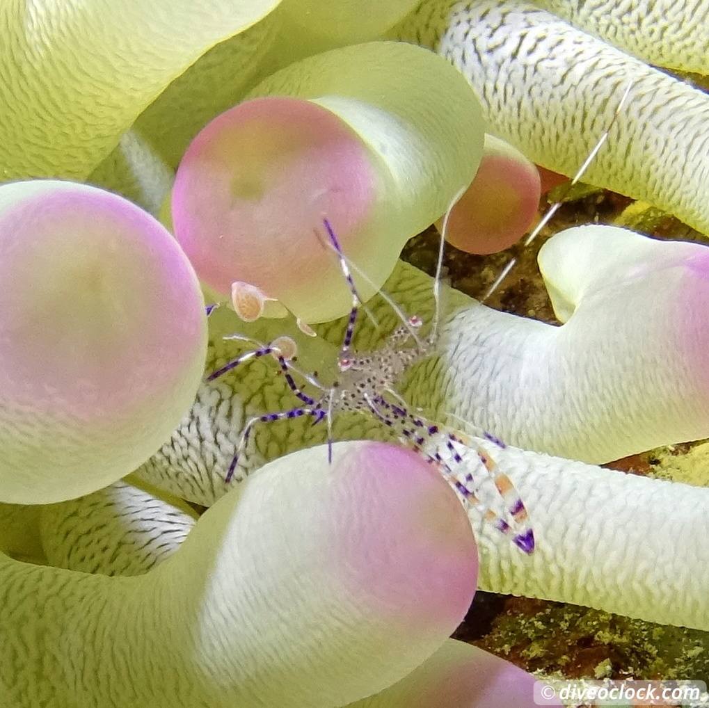 Getting the Best out of SCUBA diving Bonaire Spottedcleanershrimpbonaire