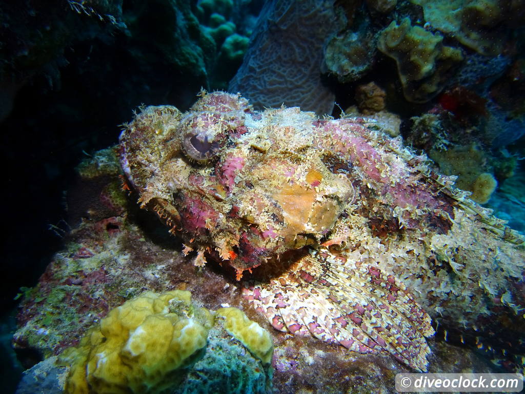 Getting the Best out of SCUBA diving Bonaire  Spottedcorpionfishbonaire