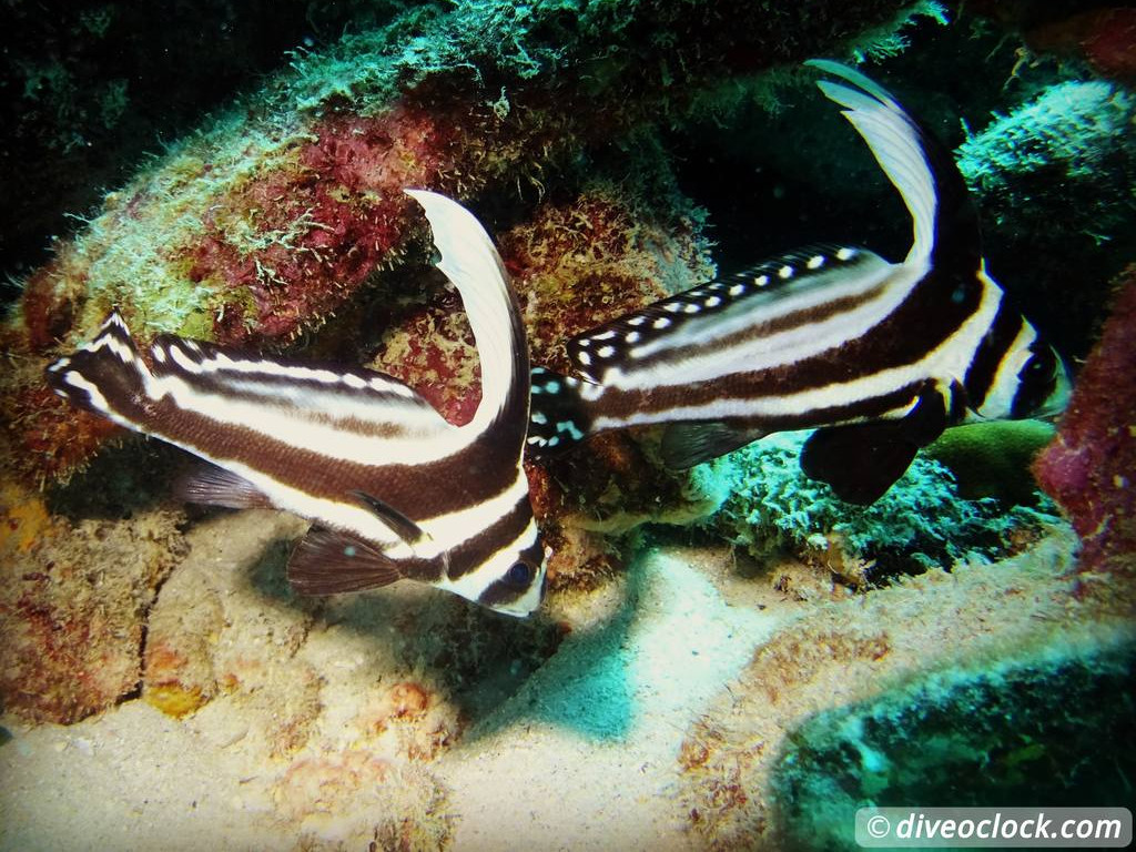 Getting the Best out of SCUBA diving Bonaire Spotteddrumbonaire