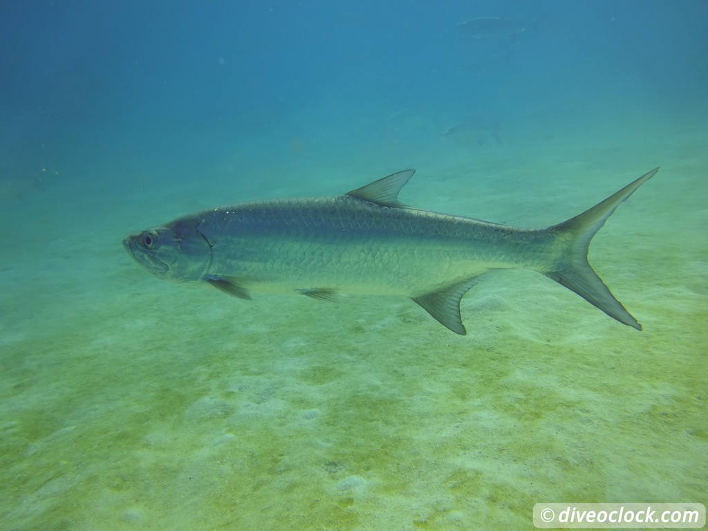 Getting the Best out of SCUBA diving Bonaire  Tarpon