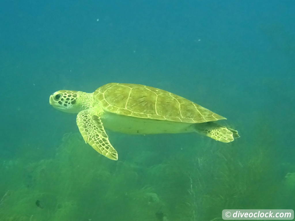 Getting the Best out of SCUBA diving Bonaire  Turtlebonaire