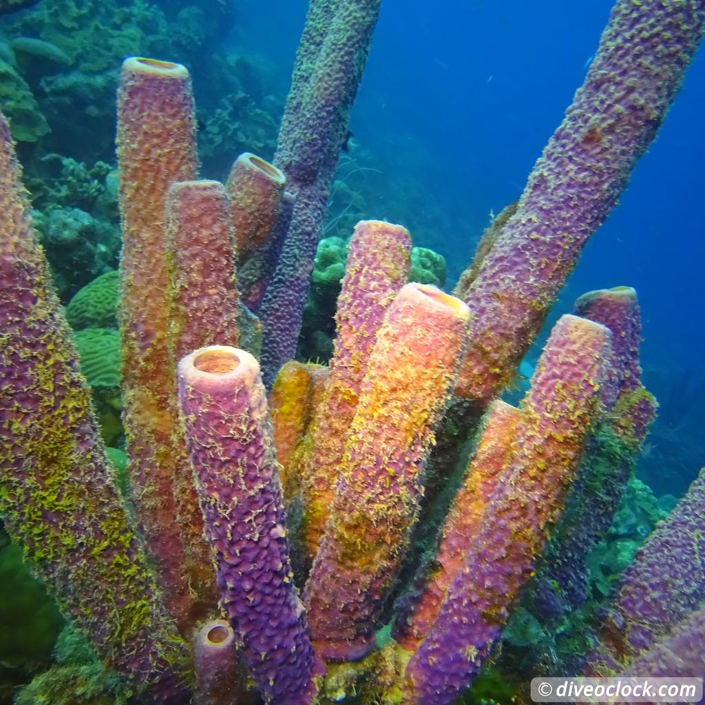 Getting the Best out of SCUBA diving Bonaire Vasespongebonaire