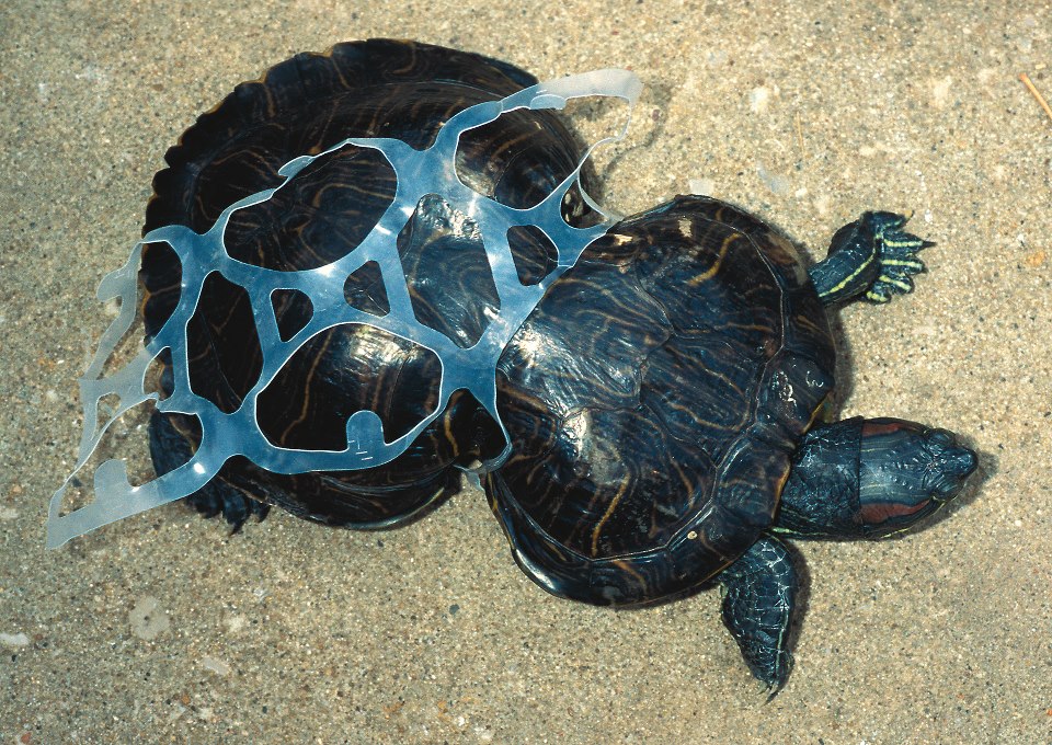 SCUBA Dive for FREE Help the Turtles on Bonaire Peanut Deformed Turtle Six Pack Ring 1