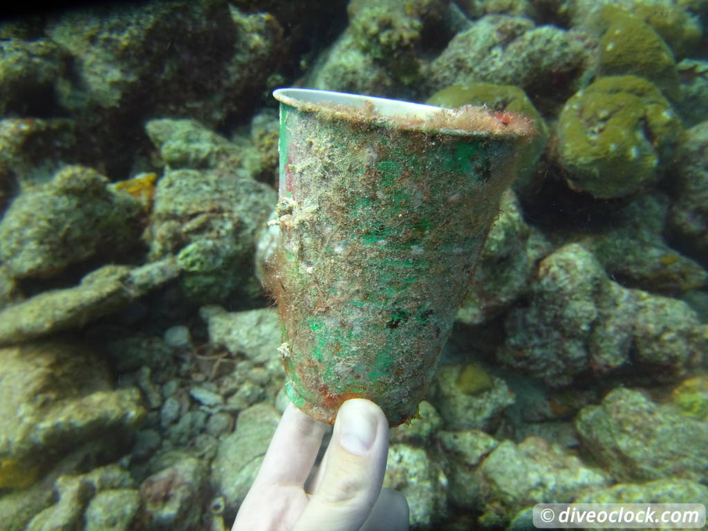 SCUBA Dive for FREE Help the Turtles on Bonaire Bonaire Underwater Clean Up 24