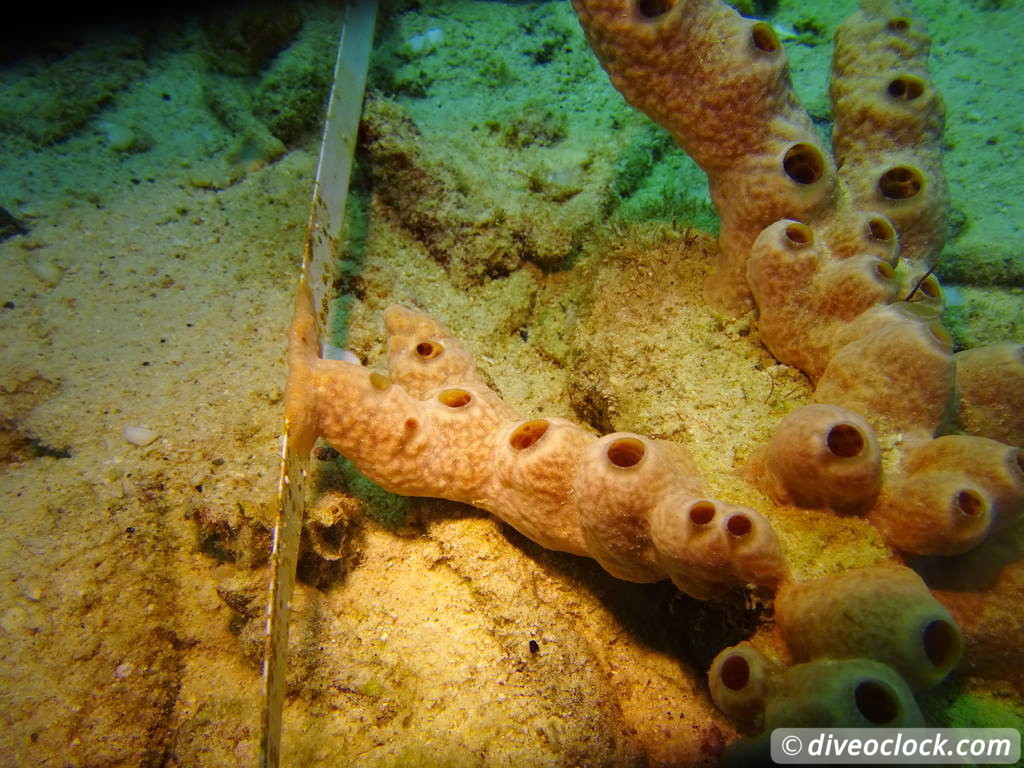 SCUBA Dive for FREE Help the Turtles on Bonaire Bonaire Underwater Clean Up 28