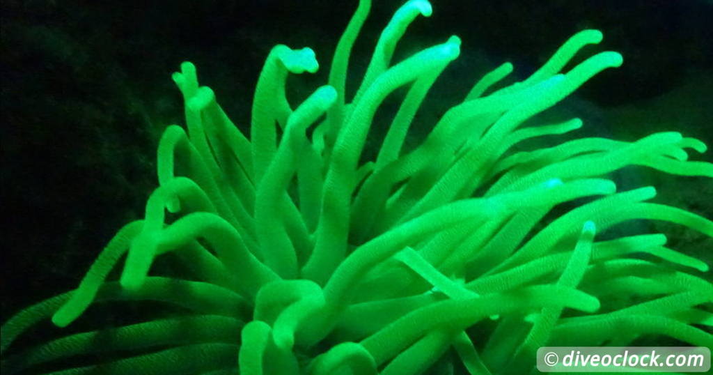 Counting fish in the name of science on Bonaire  Caribbean Bonaire Fluorescent 