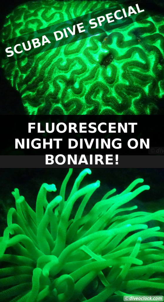 Fluorescent Night Diving on Bonaire - Must Do!