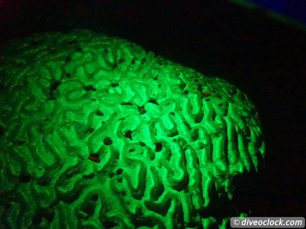Fluorescent Night Diving on Bonaire Must Do  Bonaire Fluorescentdive 10