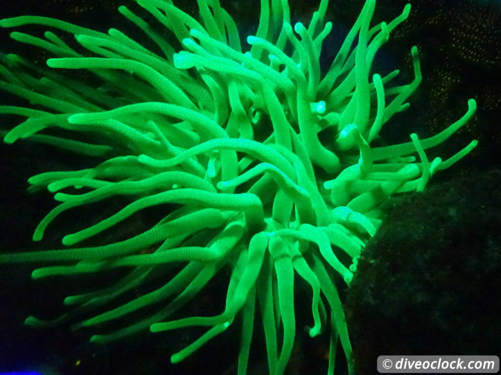 Fluorescent Night Diving on Bonaire Must Do  Bonaire Fluorescentdive 13