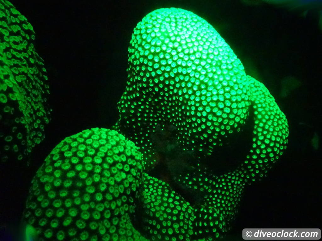 Fluorescent Night Diving on Bonaire Must Do  Bonaire Fluorescentdive 14