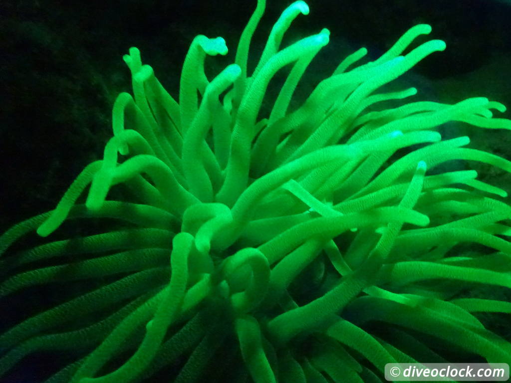 Fluorescent Night Diving on Bonaire Must Do  Bonaire Fluorescentdive 15