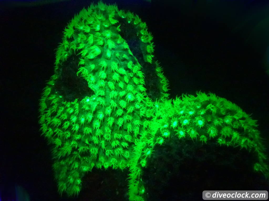 Fluorescent Night Diving on Bonaire Must Do  Bonaire Fluorescentdive 16