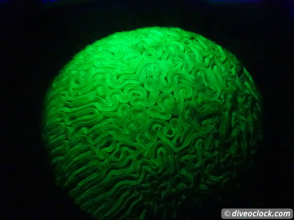 Fluorescent Night Diving on Bonaire Must Do  Bonaire Fluorescentdive 18