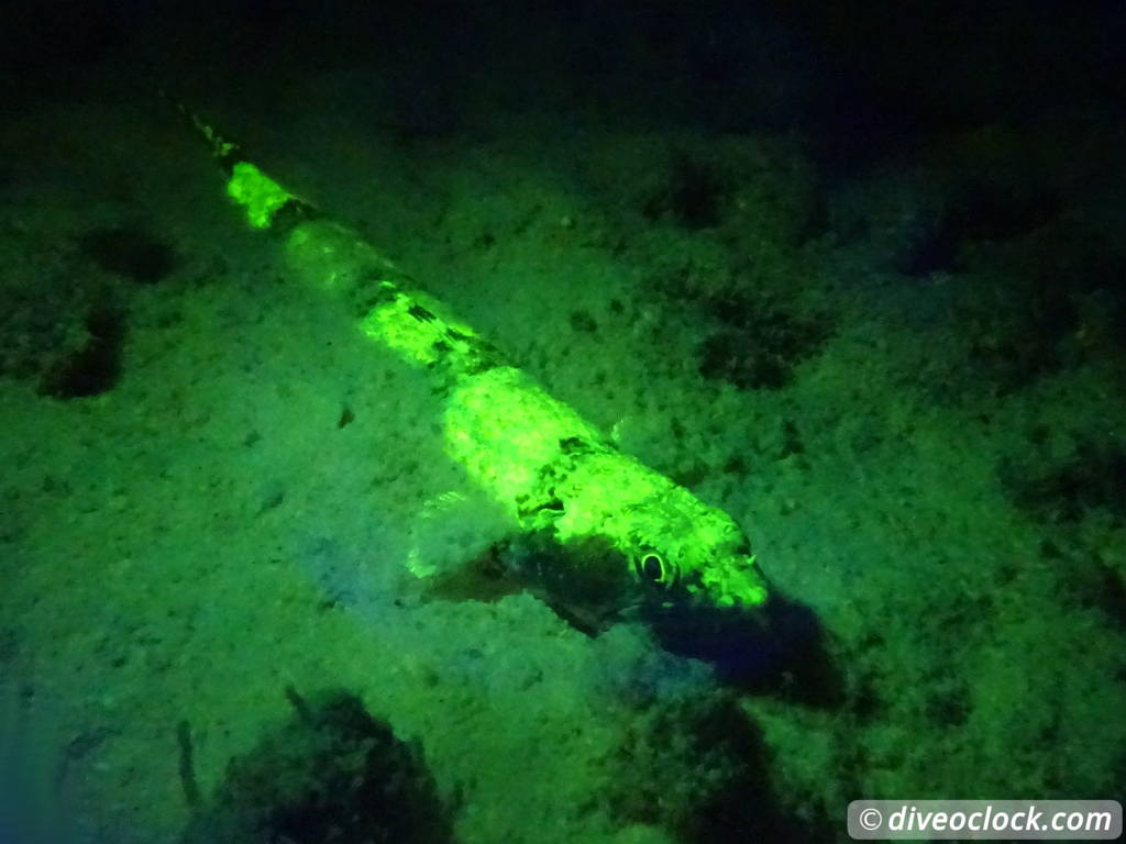 Fluorescent Night Diving on Bonaire Must Do  Bonaire Fluorescentdive 19