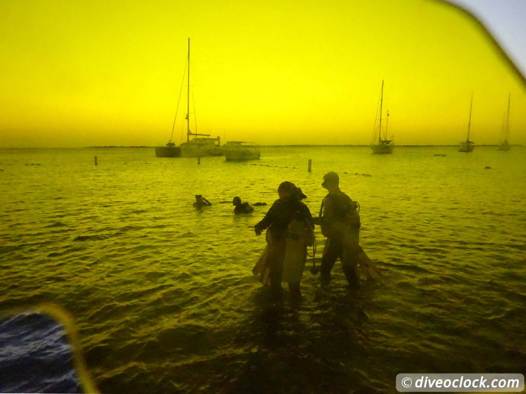 Fluorescent Night Diving on Bonaire Must Do  Bonaire Fluorescentdive 2